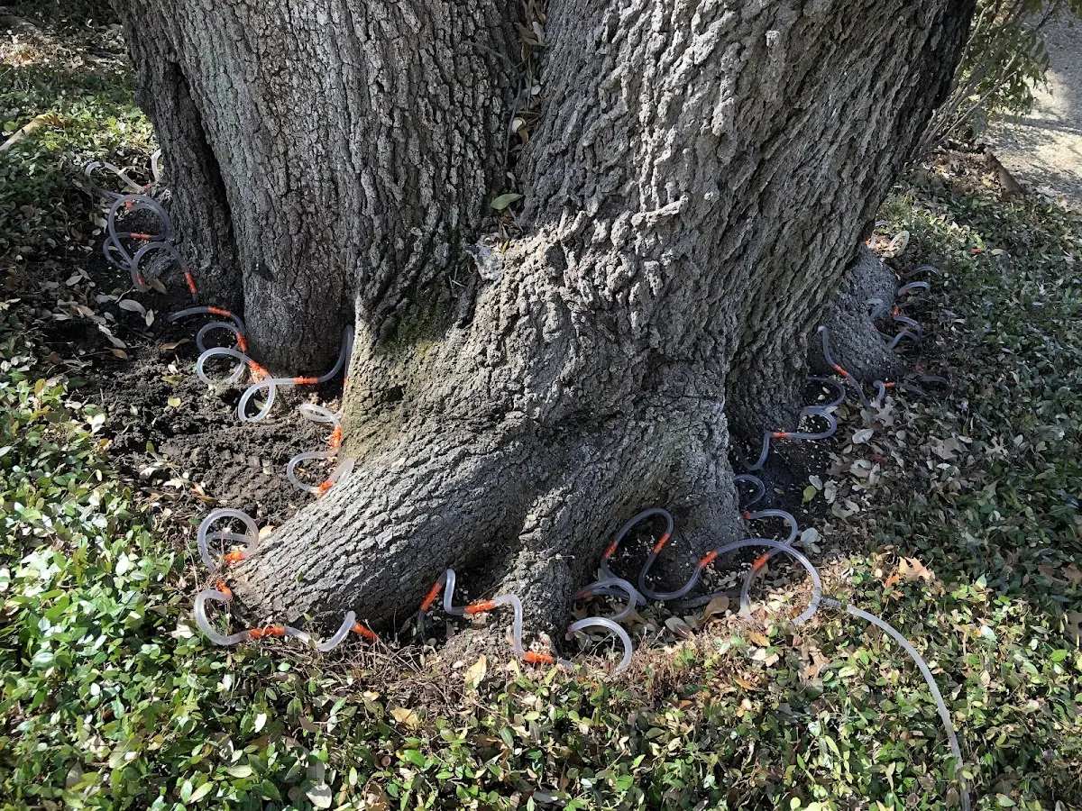 Detailed Tree Cabling and Bracing job site in Greenbank