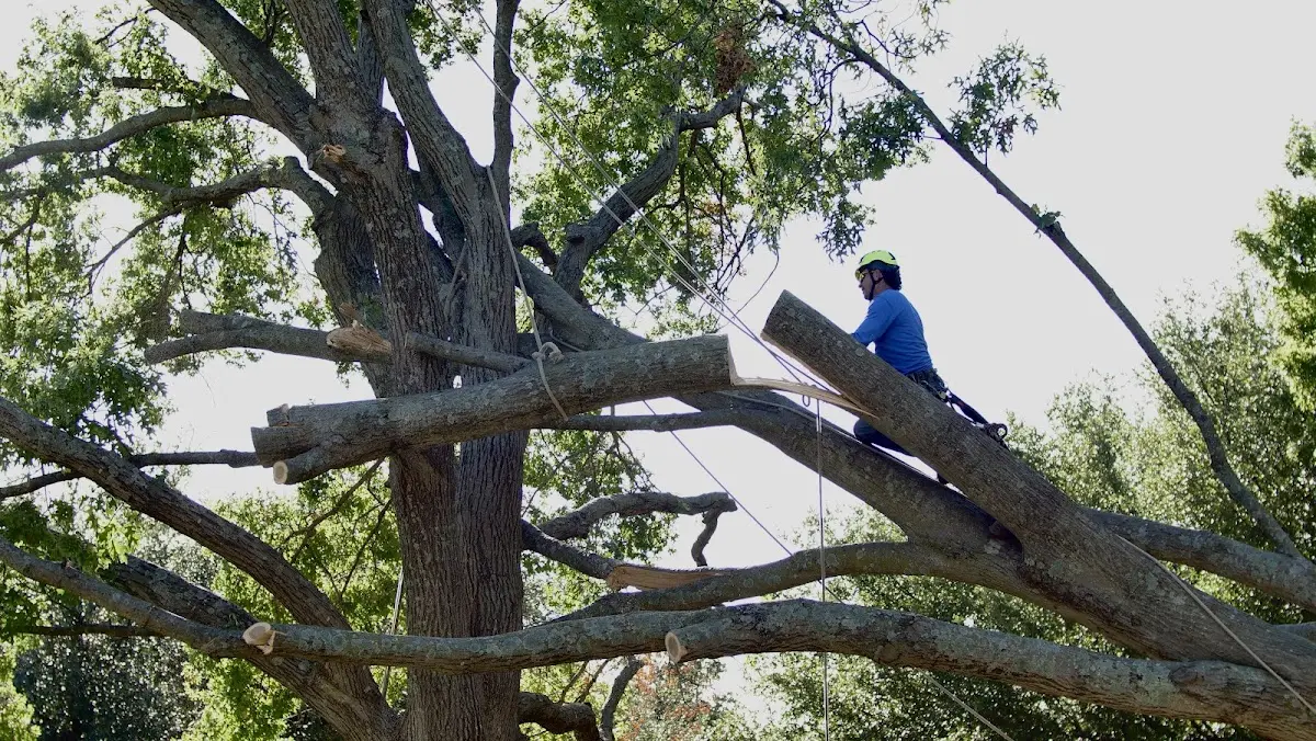 Professional Hazardous Tree Removal performed by certified arborists in Greenbank