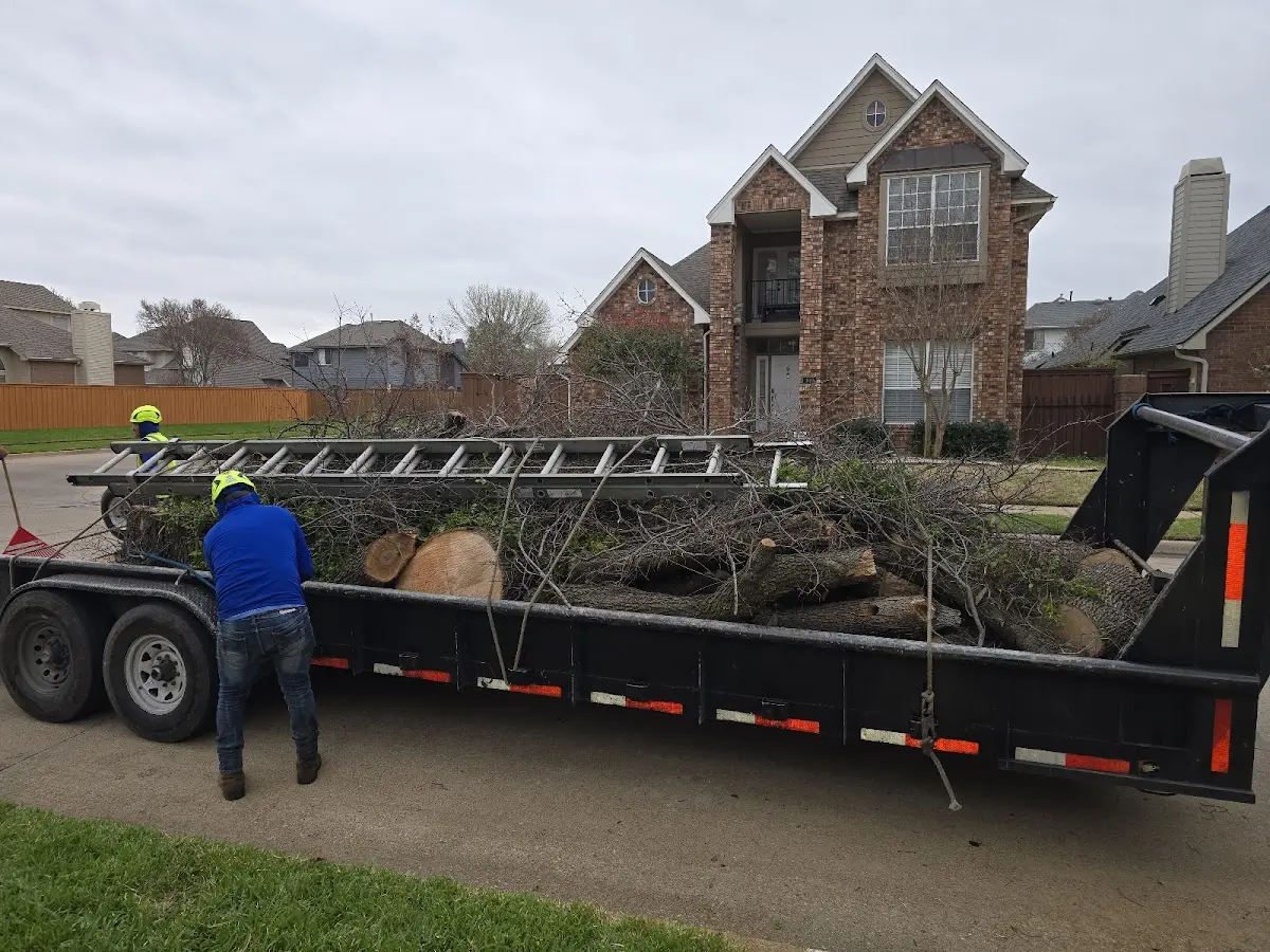 Expert Tree Removal with proper safety equipment in Greenbank